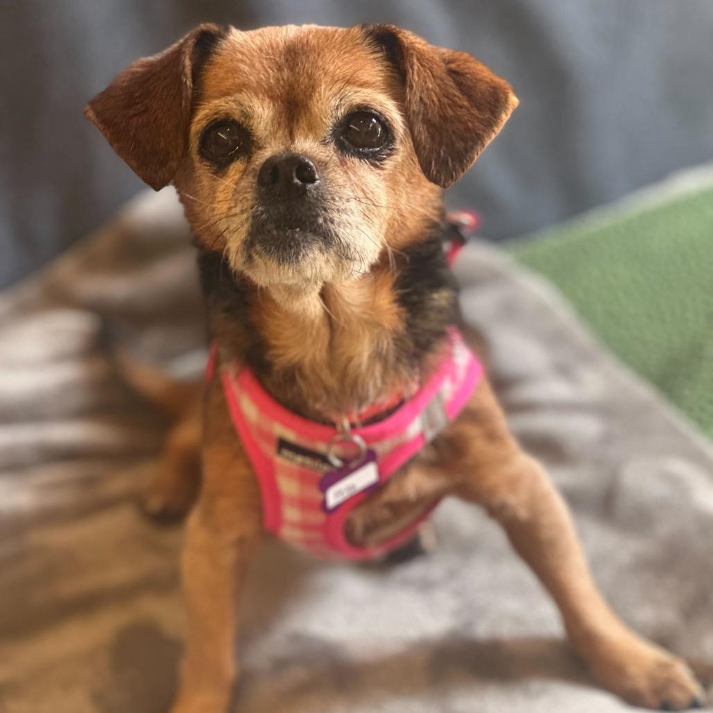 Enlarge Feta 13936, a Adoptable mixed breed in San Francisco, CA image 3/6