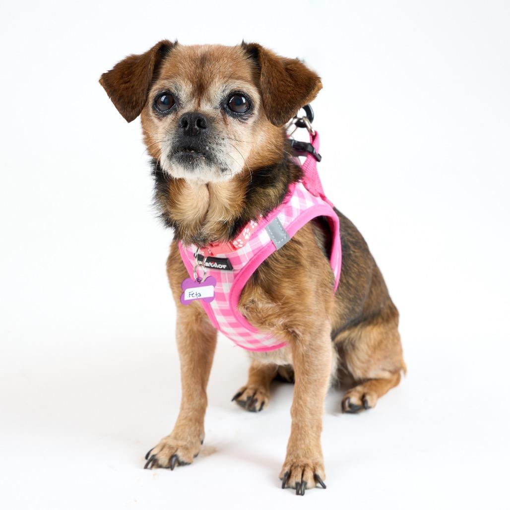 Enlarge Feta 13936, a Adoptable mixed breed in San Francisco, CA image 4/6