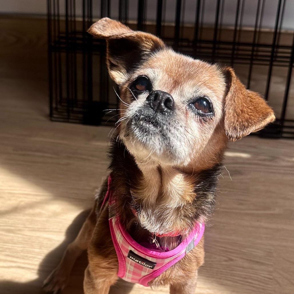 Enlarge Feta 13936, a Adoptable mixed breed in San Francisco, CA image 5/6