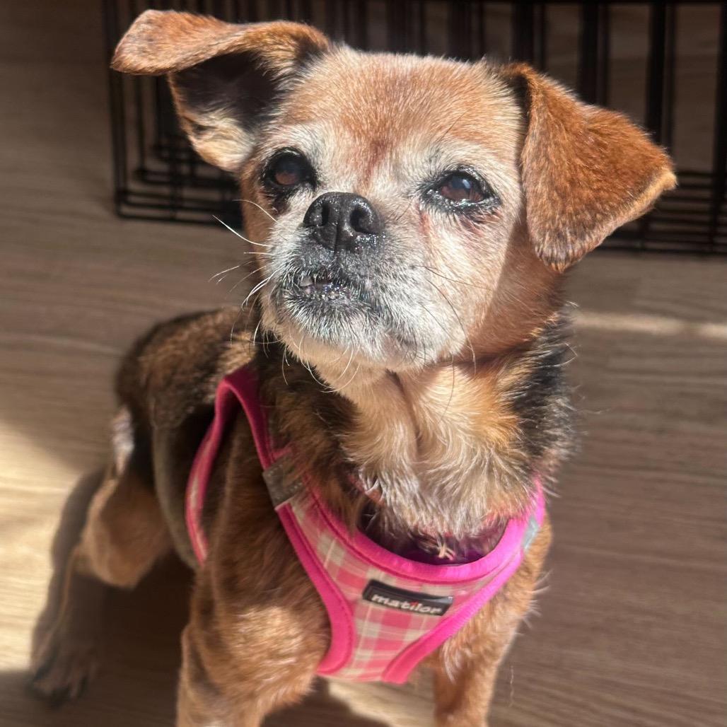 Enlarge Feta 13936, a Adoptable mixed breed in San Francisco, CA image 6/6