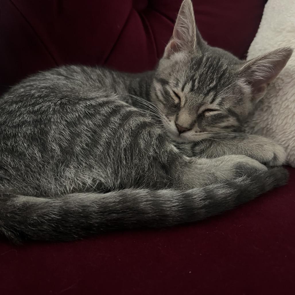 Lilly, Adoptable, Kitten Female Domestic Short Hair.