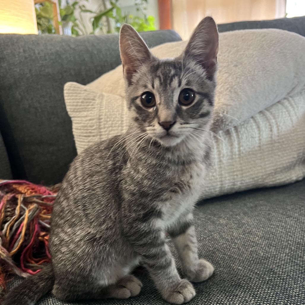 Enlarge Lilly, a Adoptable Domestic Short Hair in Pacific Grove, CA image 3/6