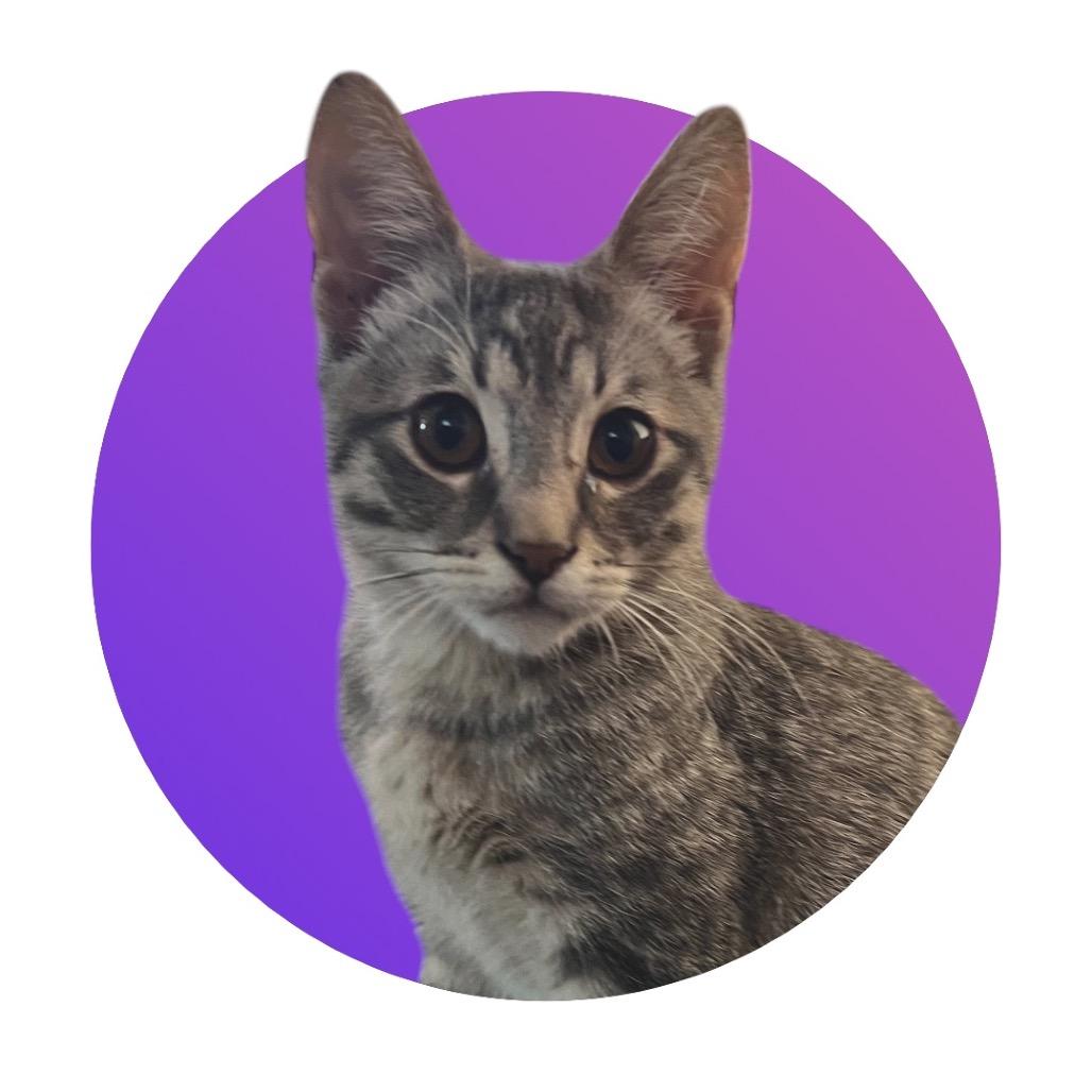 Enlarge Lilly, a Adoptable Domestic Short Hair in Pacific Grove, CA image 4/6