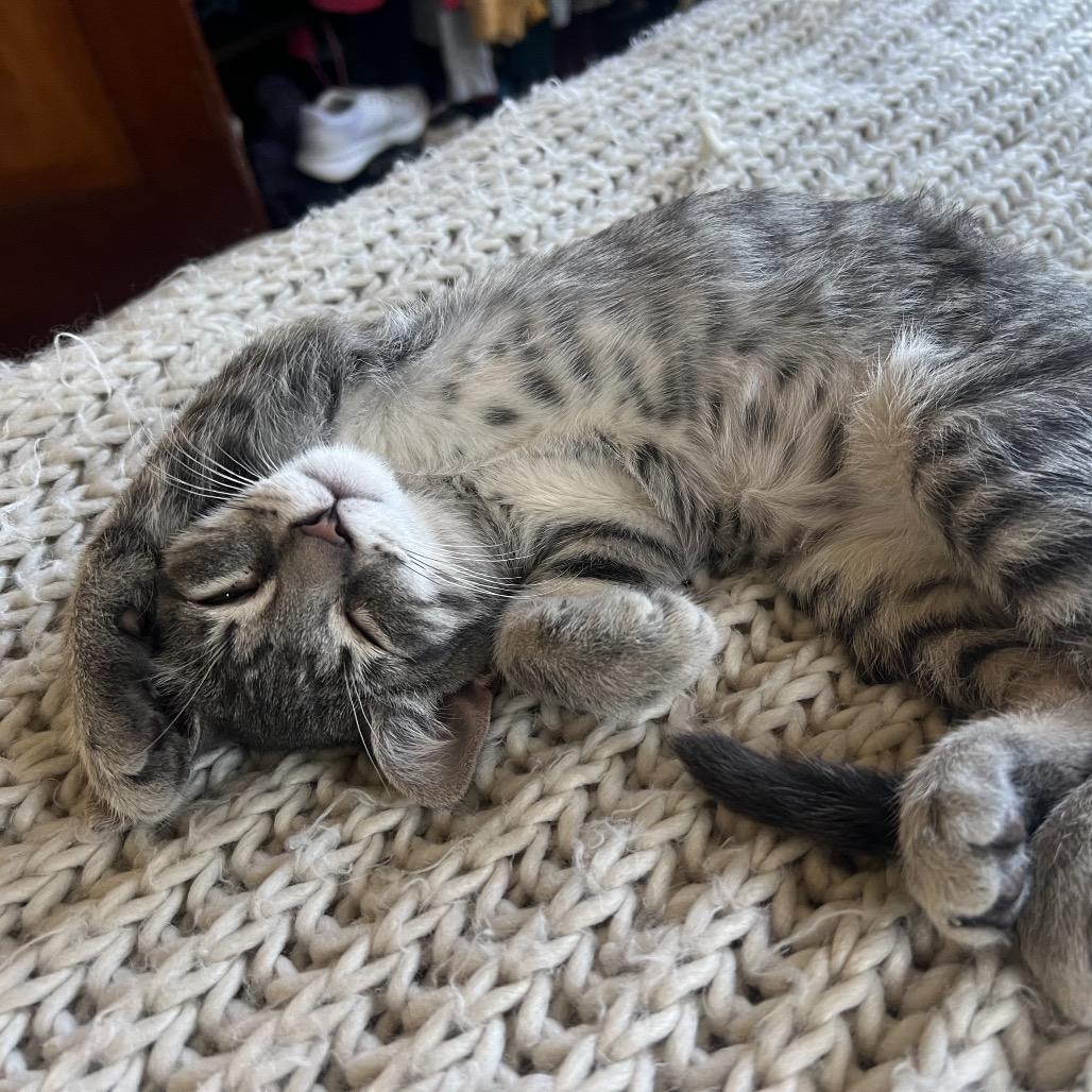 Enlarge Lilly, a Adoptable Domestic Short Hair in Pacific Grove, CA image 5/6