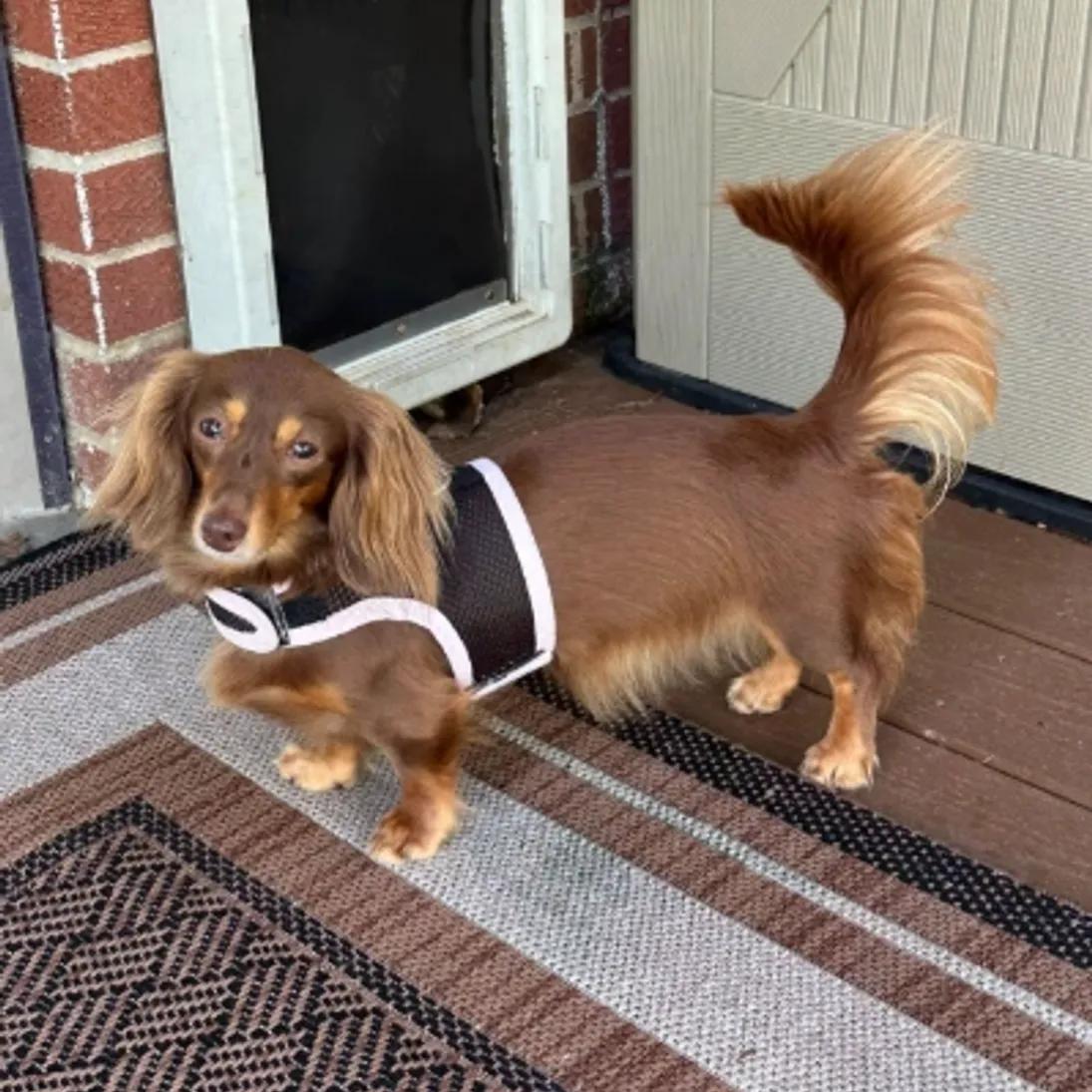 Peaches - OHIO ONLY, Adoptable, Adult Female Dachshund.
