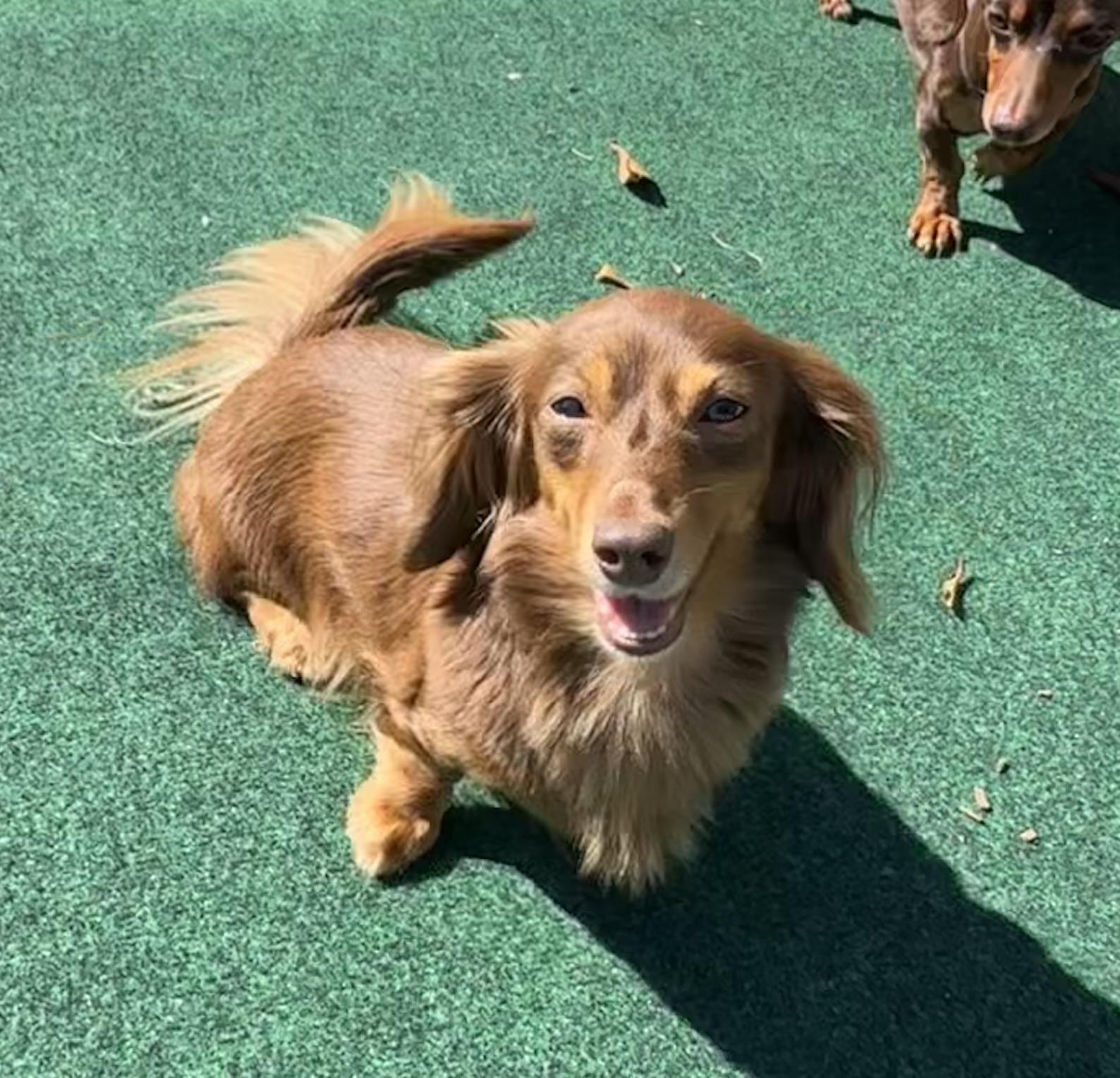 Enlarge Peaches - OHIO ONLY, a Adoptable Dachshund in Lebanon, OH image 2/3
