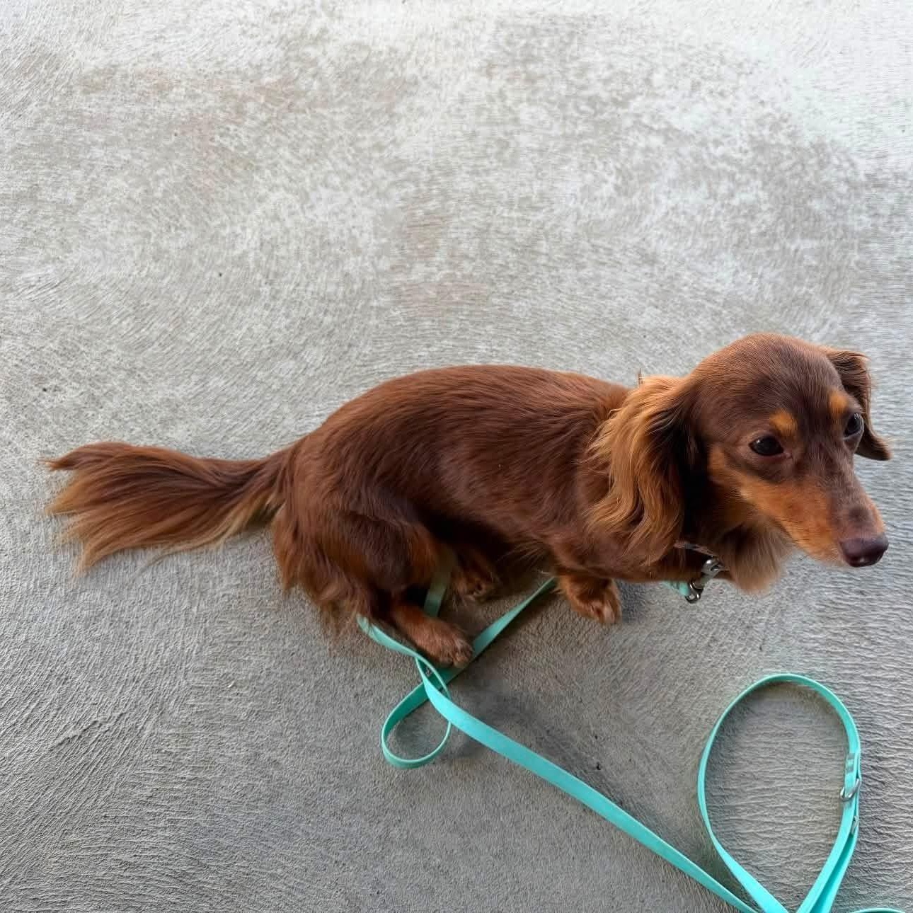 Peaches - OHIO ONLY, Adoptable, Adult Female Dachshund.
