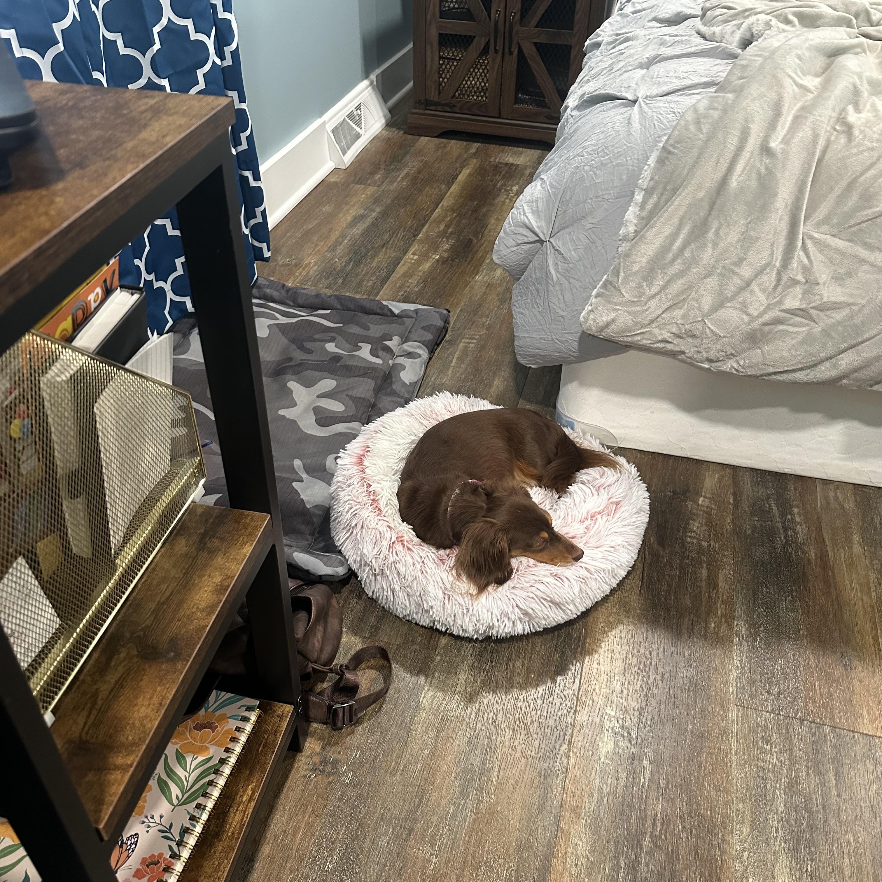 Enlarge Peaches - OHIO ONLY, a Adoptable Dachshund in Lebanon, OH image 2/2