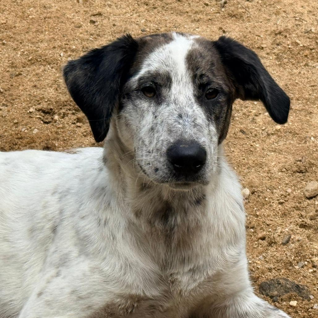 CT Athena (foster in Glastonbury, CT), a Adoptable mixed breed in Stormville, NY image 1/6
