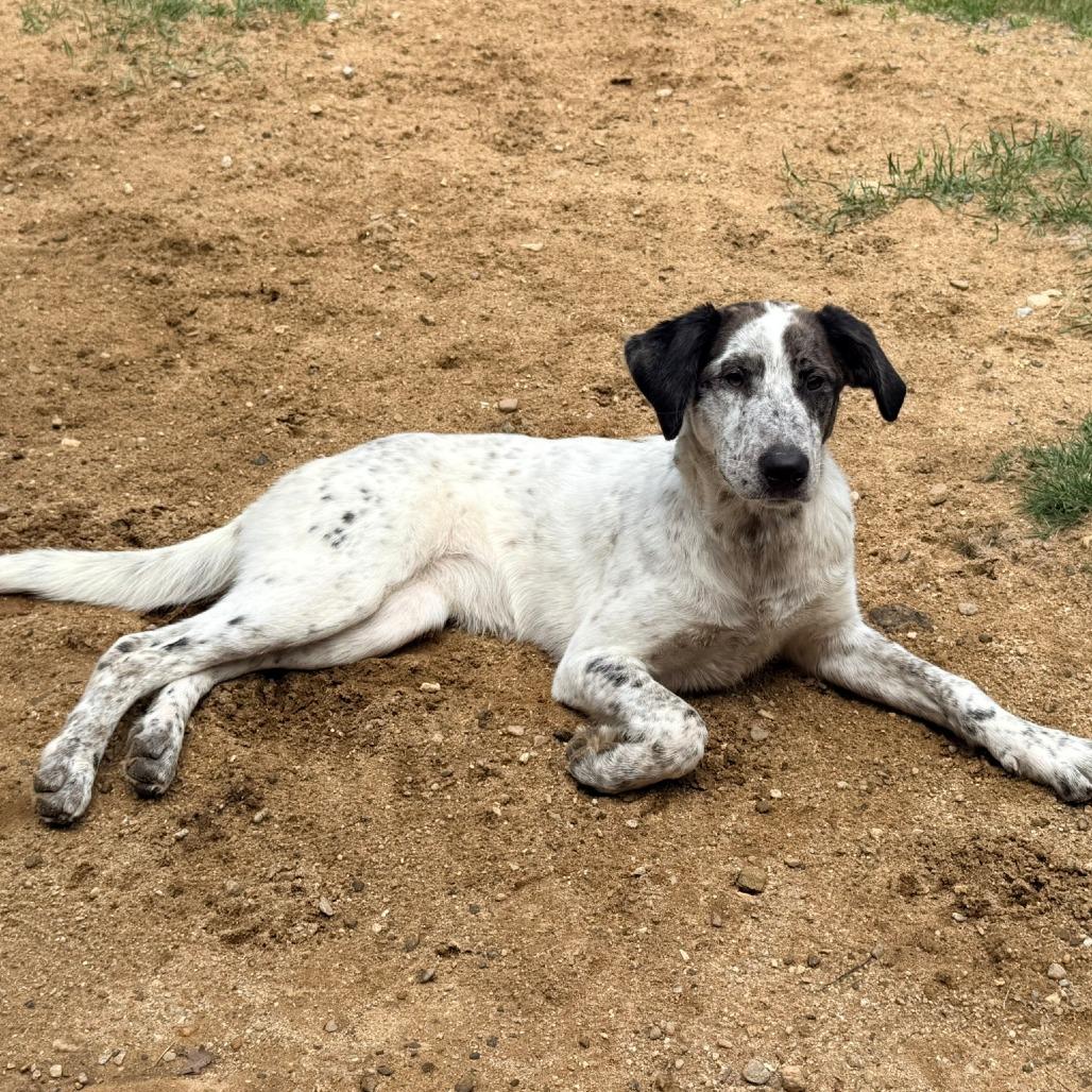 CT Athena (foster in Glastonbury, CT), a Adoptable mixed breed in Stormville, NY image 4/6