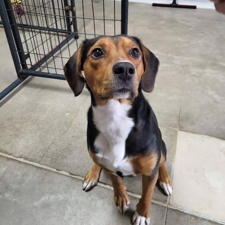 Enlarge Shaggy, a Adoptable Beagle in Archbold , OH image 5/6