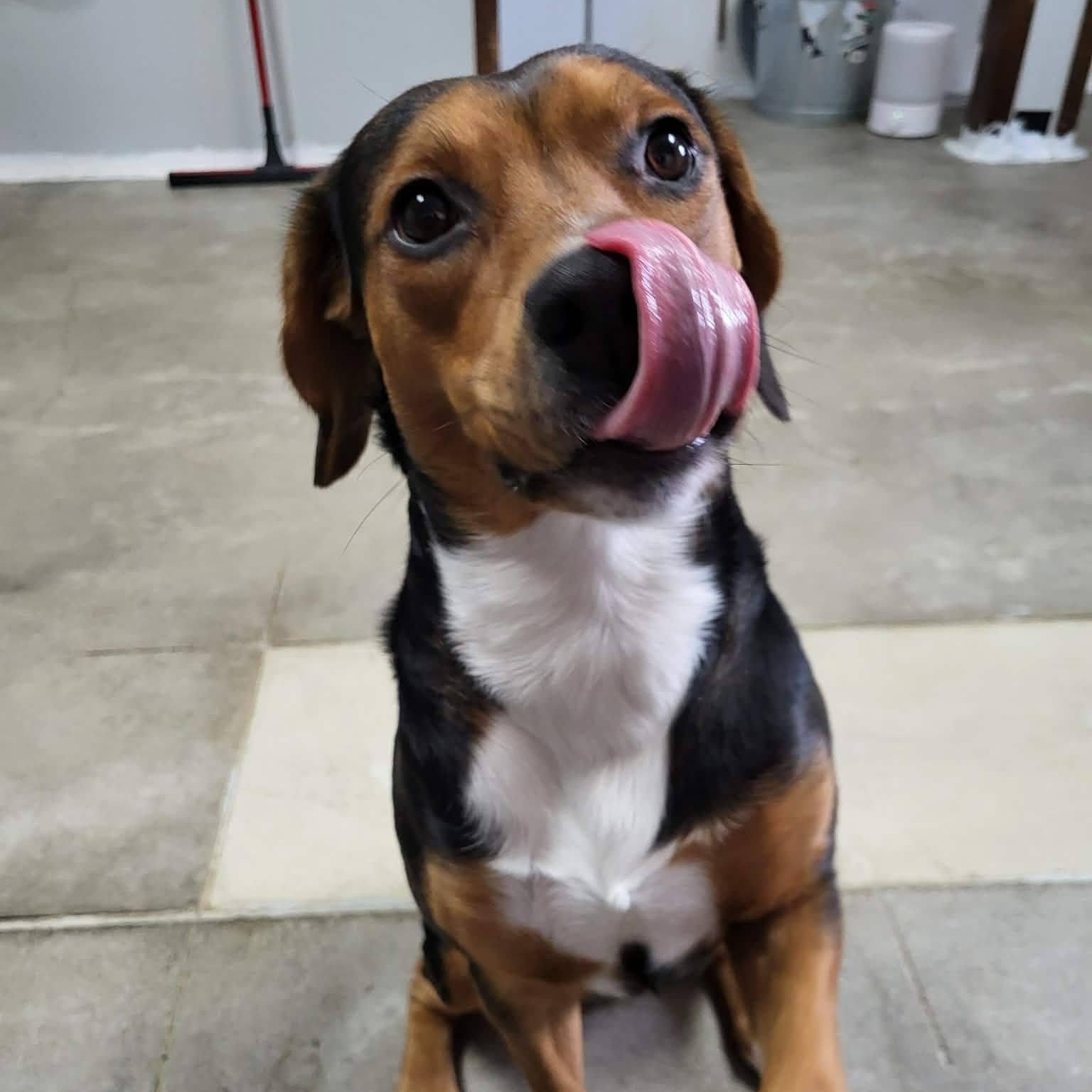 Enlarge Shaggy, a Adoptable Beagle in Archbold , OH image 4/6