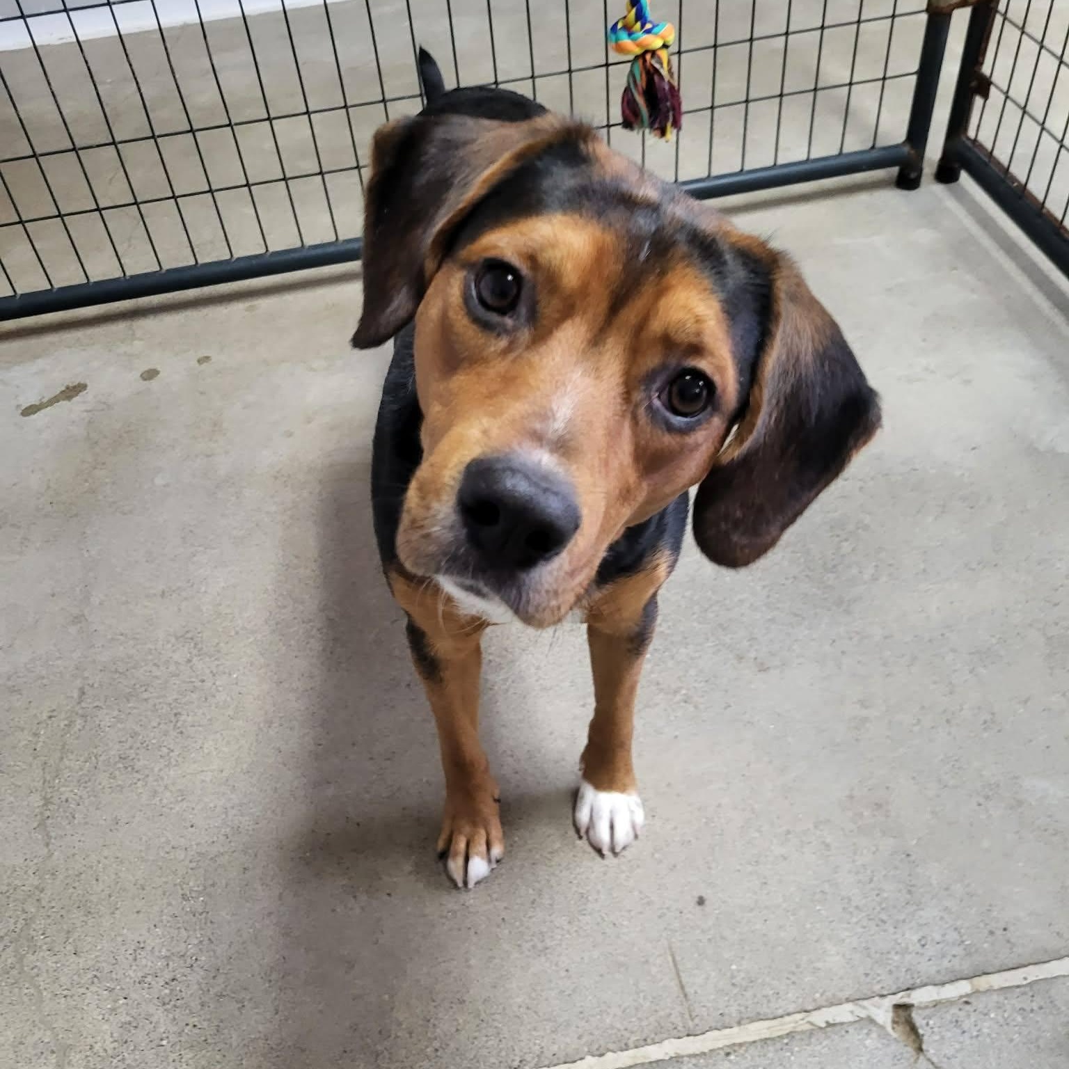 Shaggy, Adoptable, Young Male Beagle.