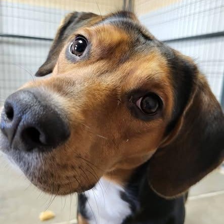 Enlarge Shaggy, a Adoptable Beagle in Archbold , OH image 2/6