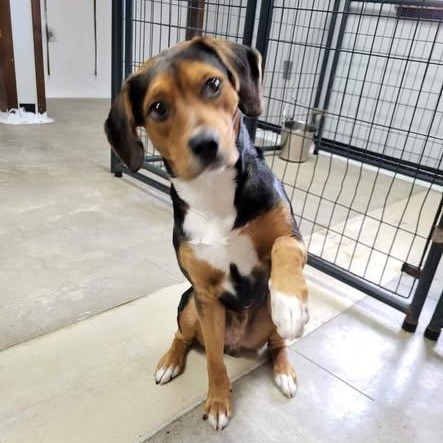Enlarge Shaggy, a Adoptable Beagle in Archbold , OH image 6/6