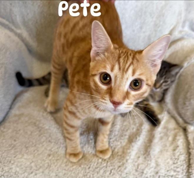 Pete, Adoptable, Young Male Domestic Short Hair.