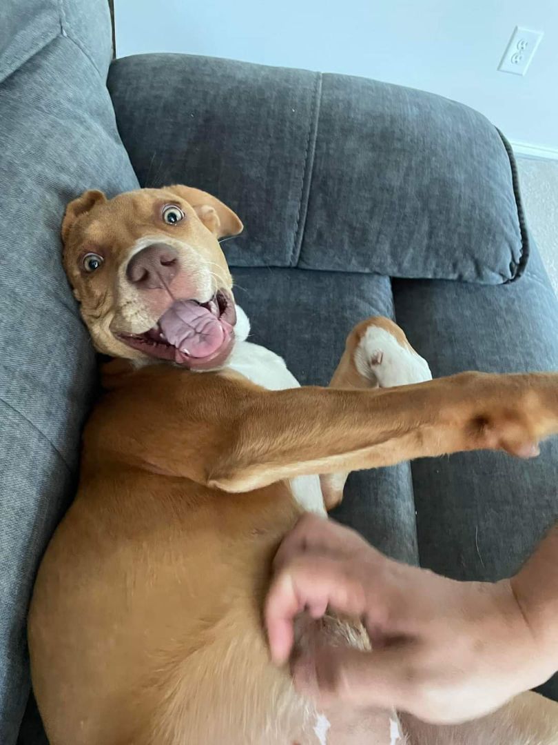 Scarlett, Adopted, Puppy Female Pit Bull Terrier.