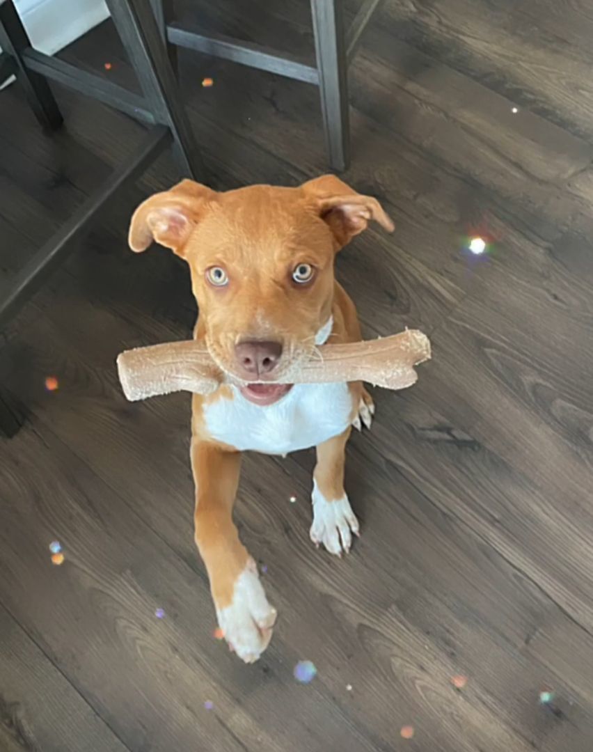 Enlarge Scarlett, a Adopted mixed breed in Denver, NC image 2/12