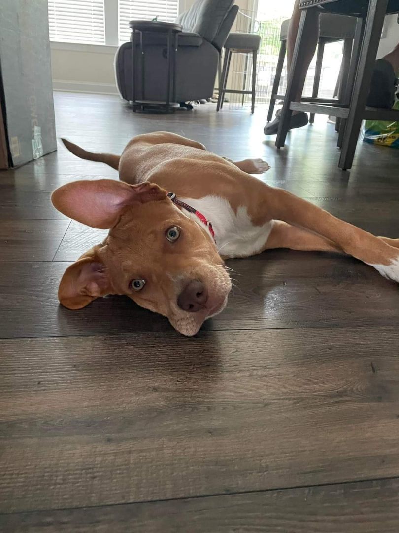 Enlarge Scarlett, a Adopted mixed breed in Denver, NC image 4/12