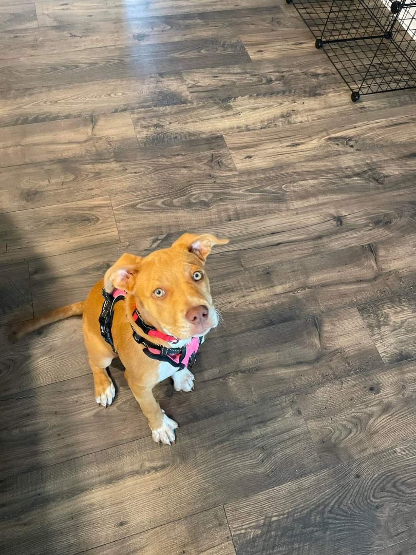 Enlarge Scarlett, a Adopted mixed breed in Denver, NC image 5/12