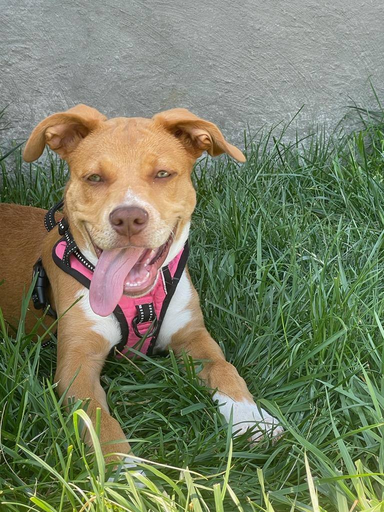 Enlarge Scarlett, a Adopted mixed breed in Denver, NC image 6/12