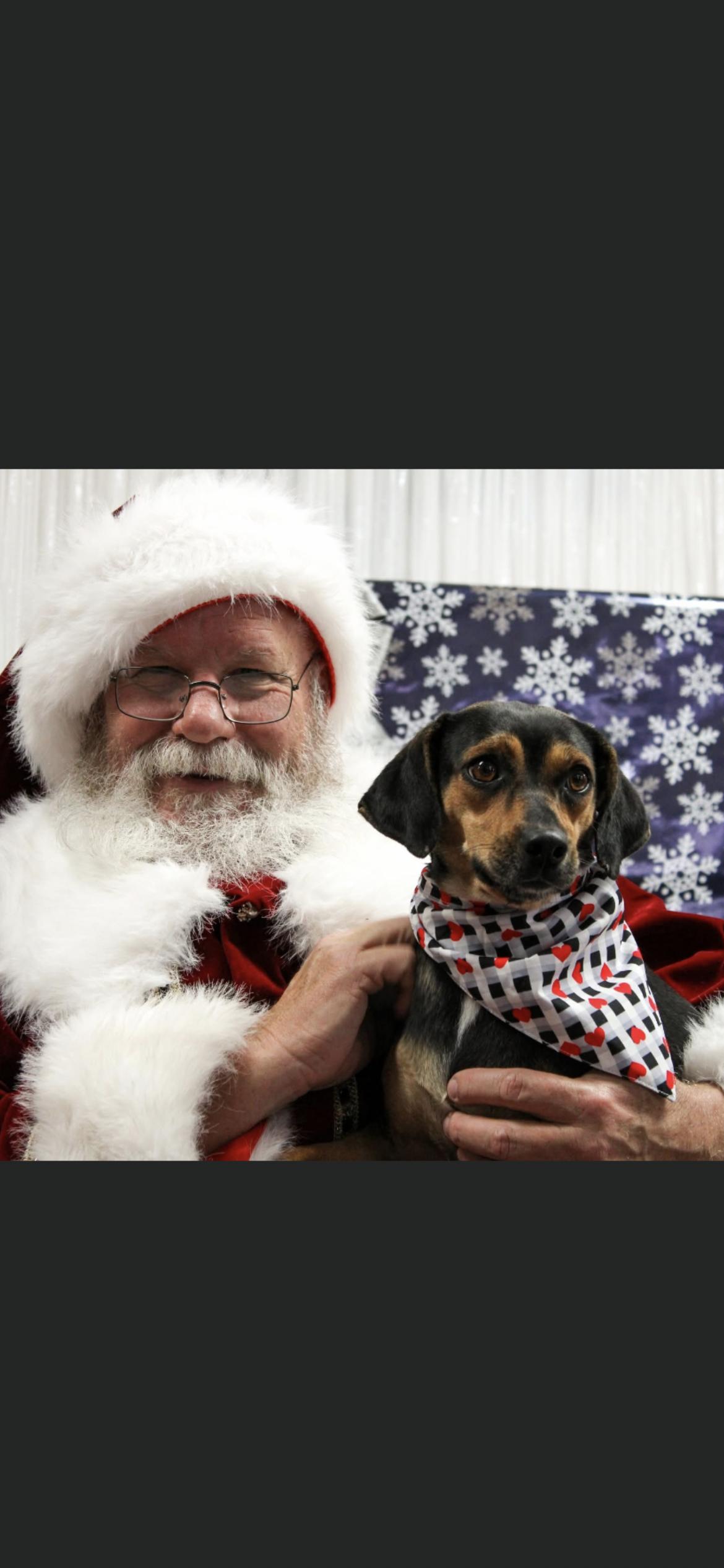 Bloom, Adoptable, Adult Female Beagle & Terrier.