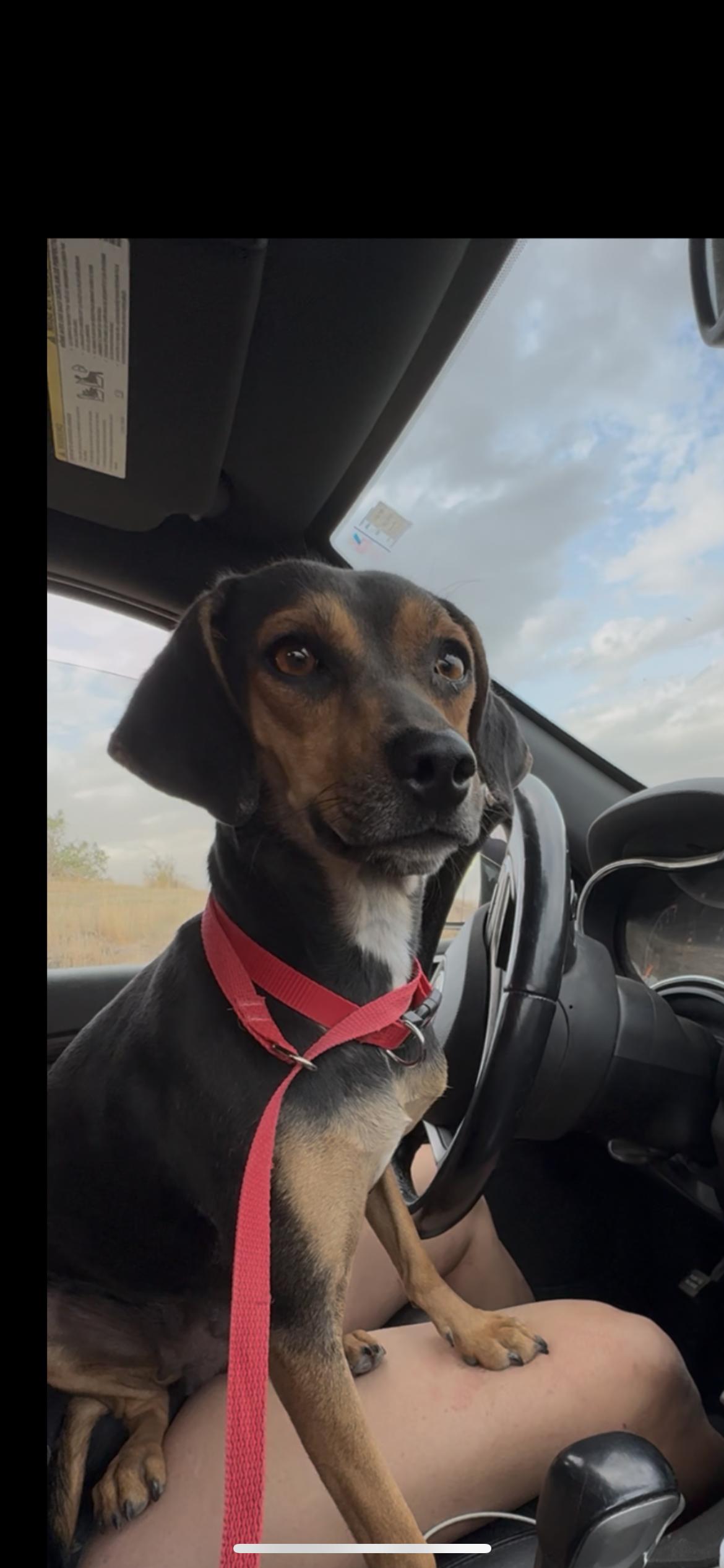 Bloom, a Adoptable mixed breed in Hamden, CT image 2/6