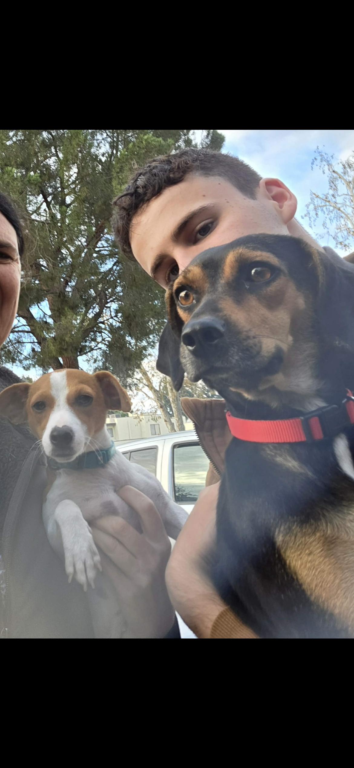 Bloom, a Adoptable mixed breed in Hamden, CT image 3/6