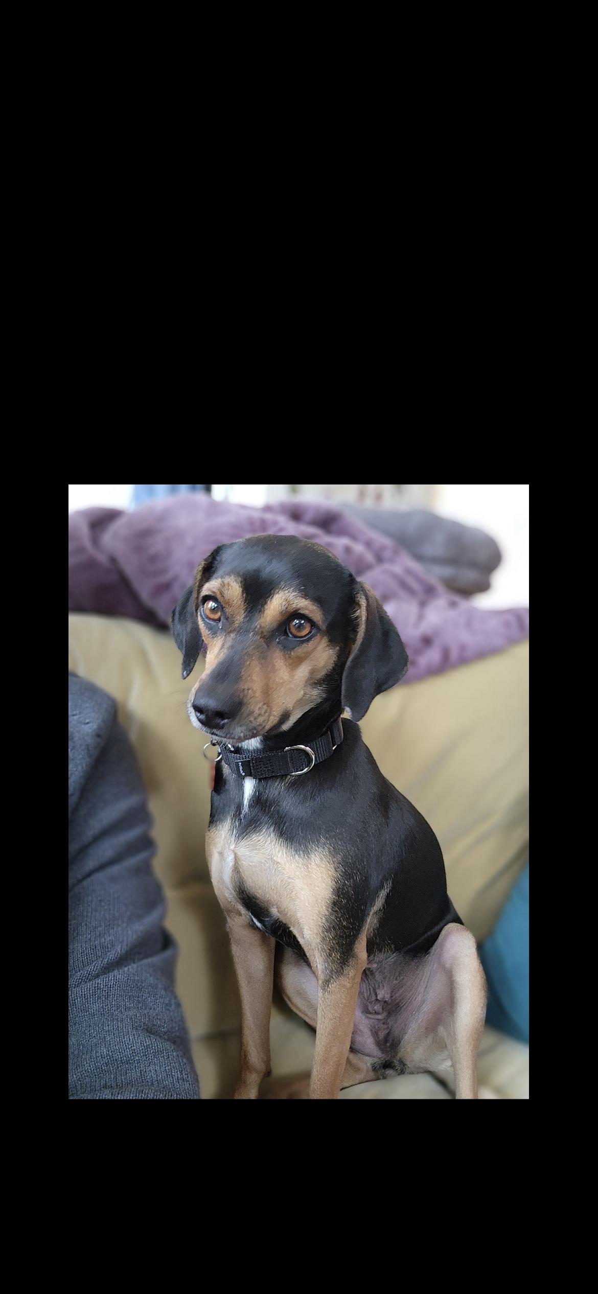 Enlarge Bloom, a Adoptable mixed breed in Hamden, CT image 6/6