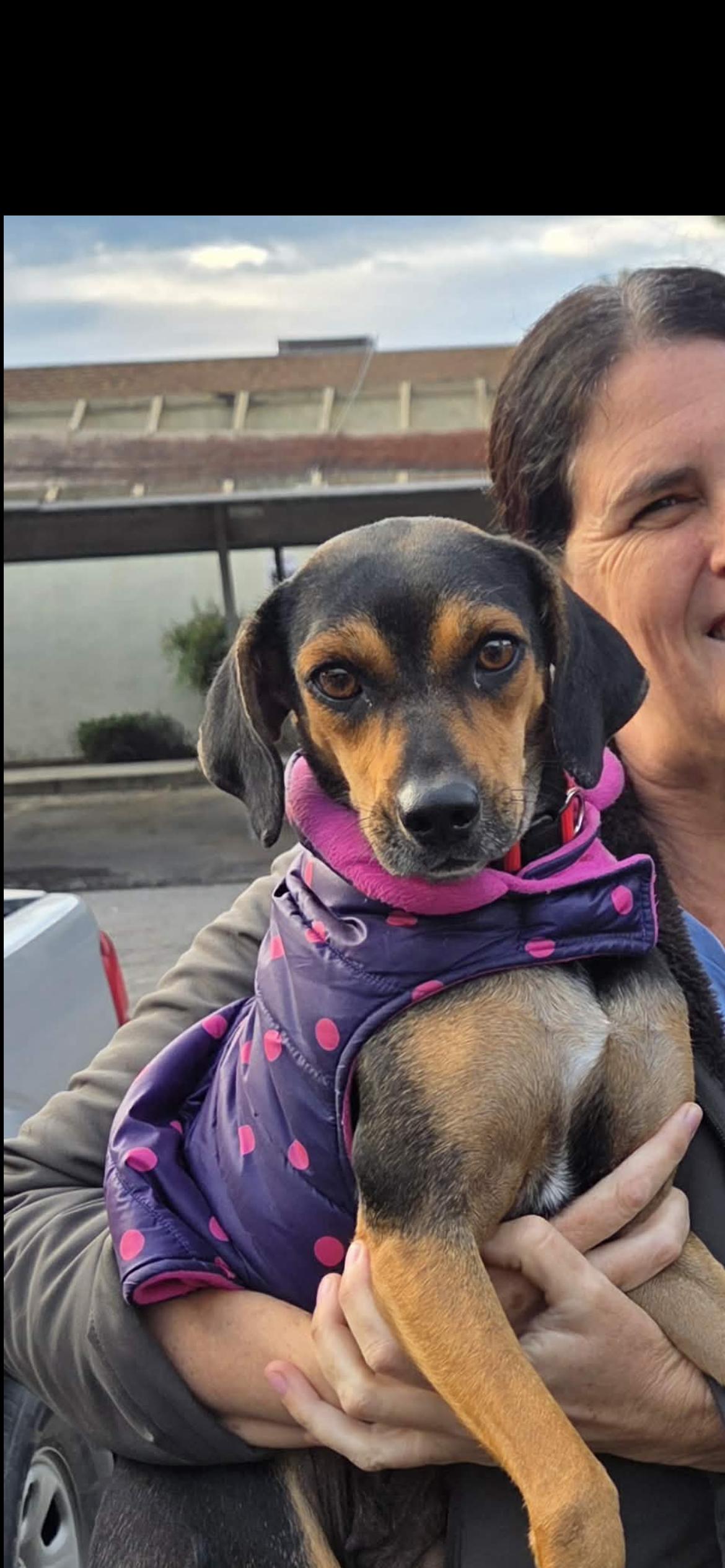 Bloom, a Adoptable mixed breed in Hamden, CT image 4/6