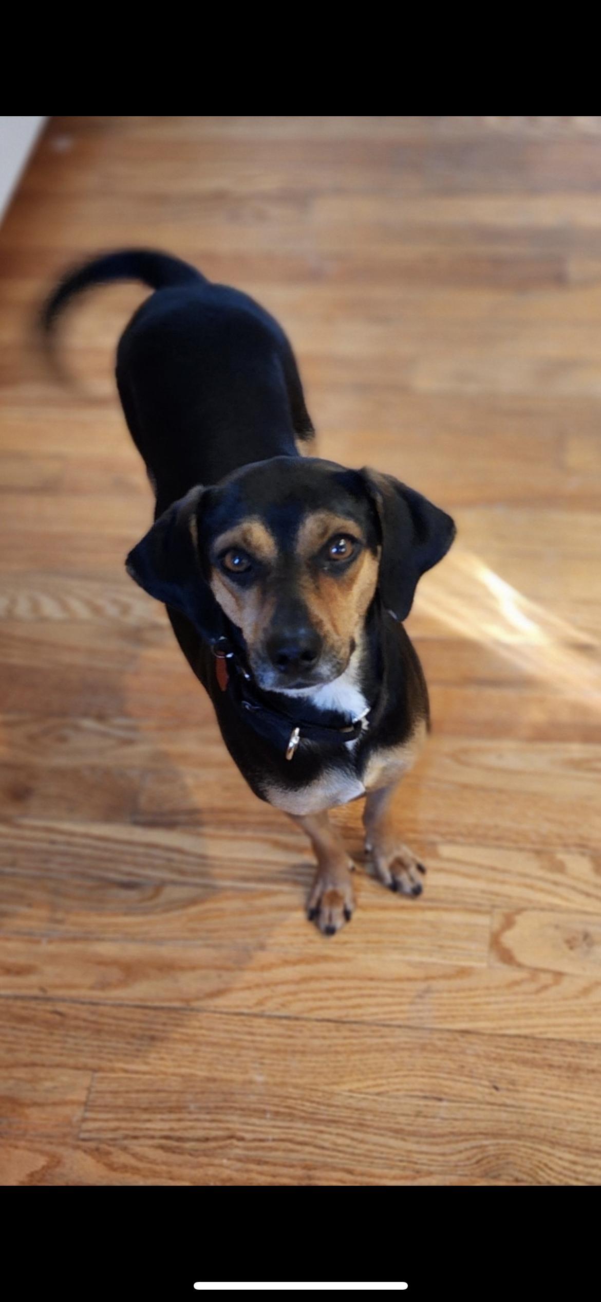 Enlarge Bloom, a Adoptable mixed breed in Hamden, CT image 4/6