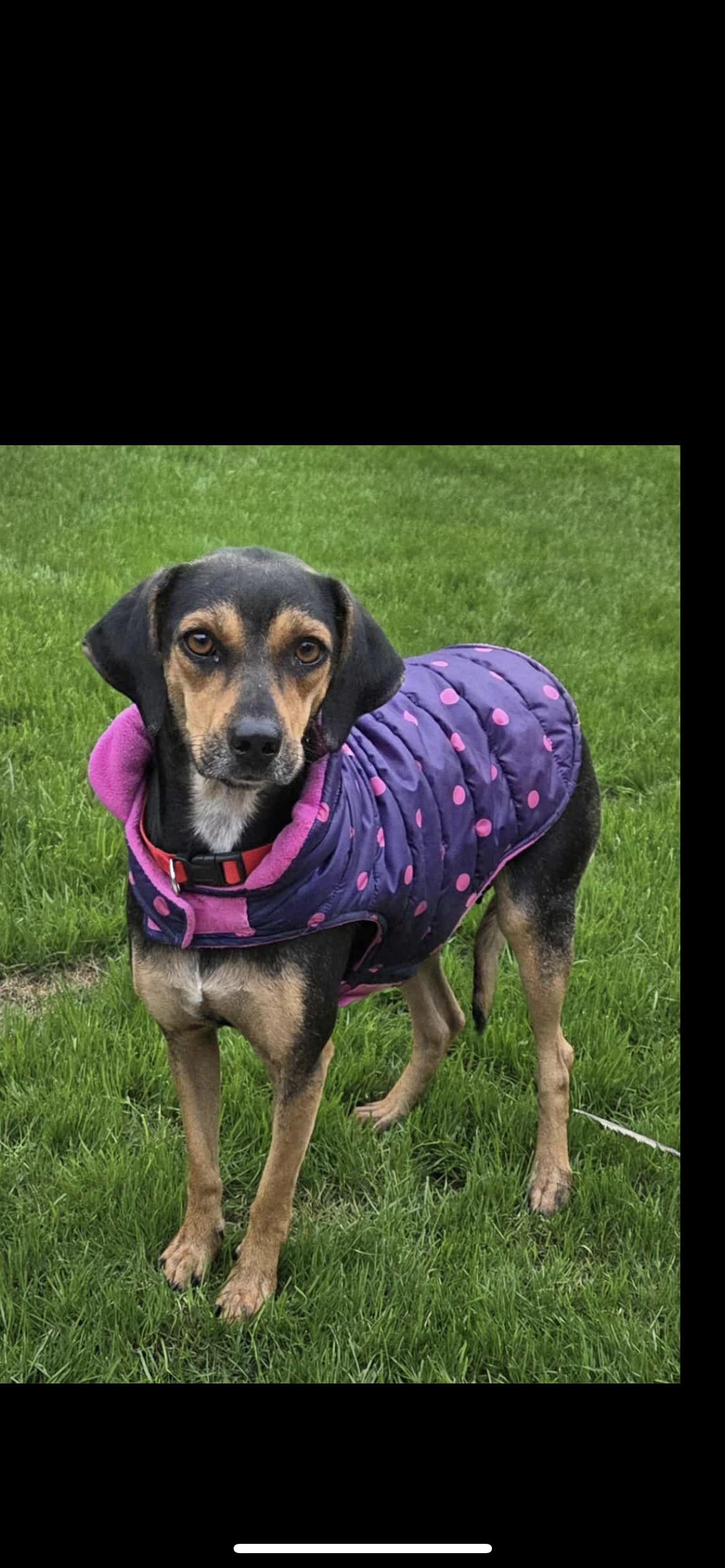 Bloom, a Adoptable mixed breed in Hamden, CT image 5/6