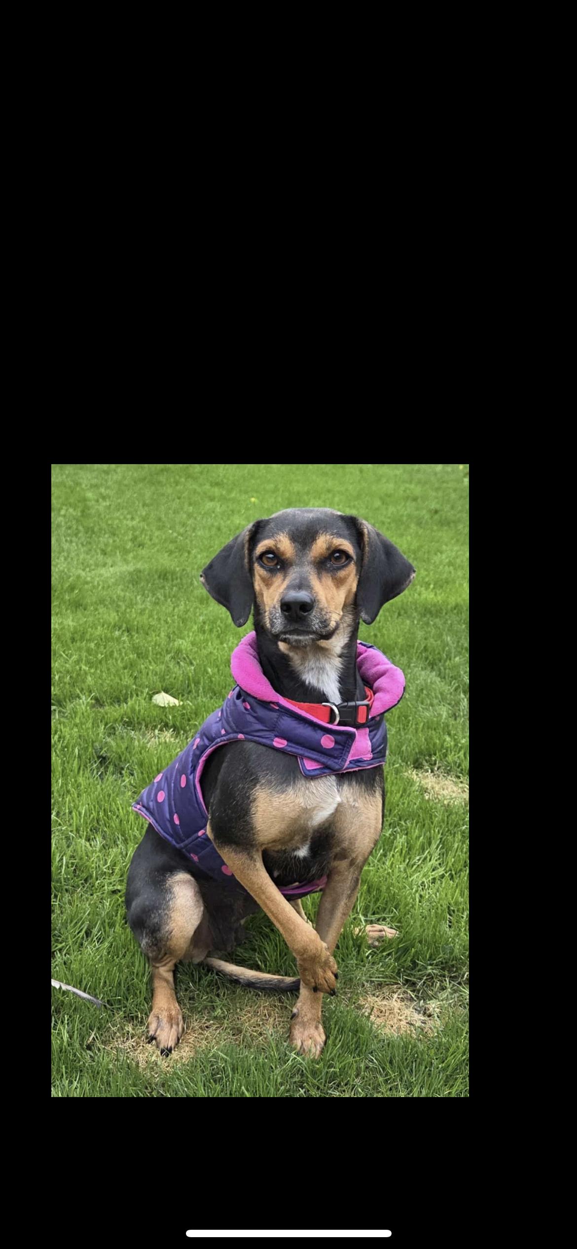 Bloom, a Adoptable mixed breed in Hamden, CT image 6/6