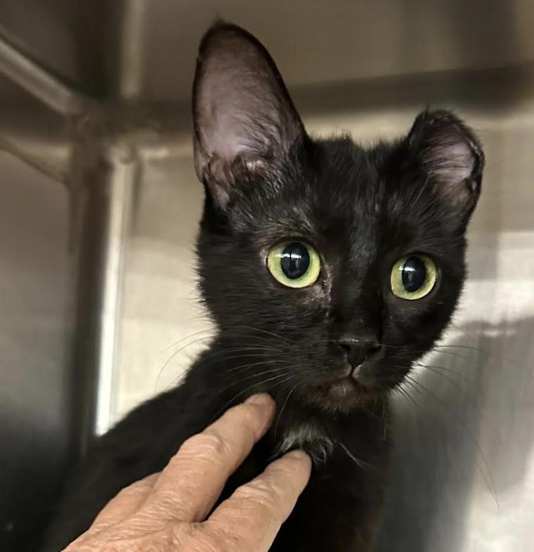 Enlarge Noel, an adopted Domestic Short Hair in Cincinnati, OH image 3/3