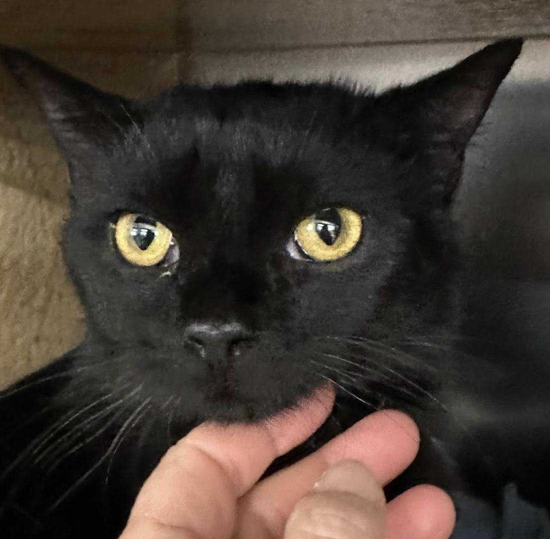 Enlarge Noel, an adopted Domestic Short Hair in Cincinnati, OH image 2/3