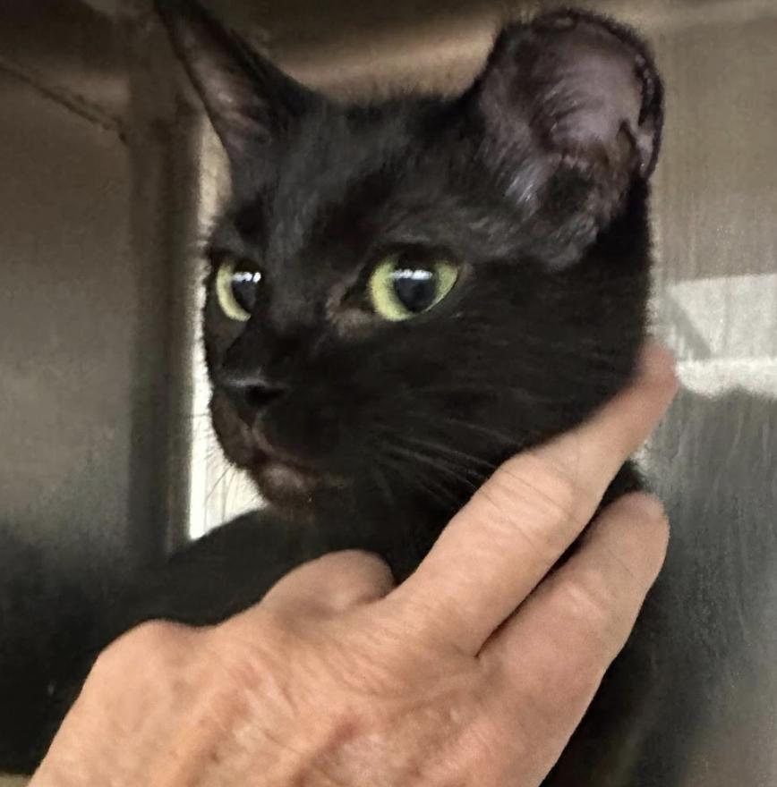 Noel, adopted, Kitten Female Domestic Short Hair.