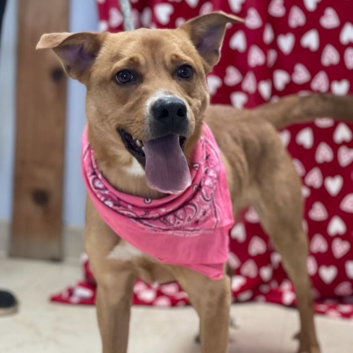 Enlarge Milton, a Adoptable mixed breed in Tulsa, OK image 1/2