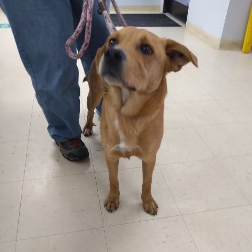 Enlarge Milton, a Adoptable mixed breed in Tulsa, OK image 2/2