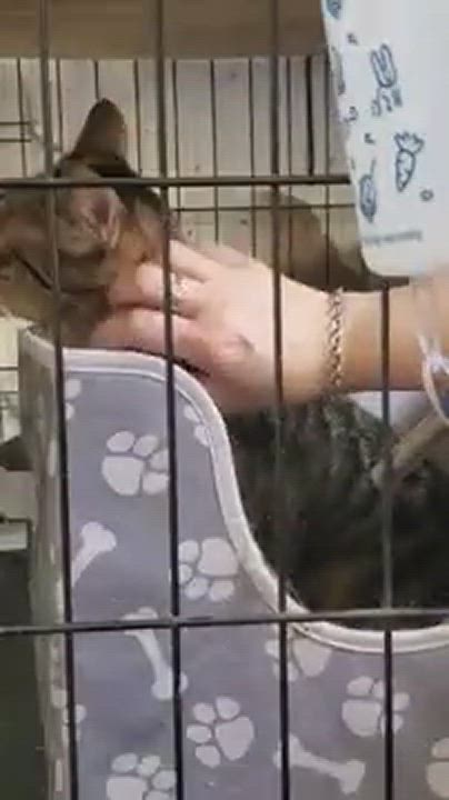 Enlarge ZEPHEE, a Adoptable mixed breed in Brooklyn, NY video 5/9