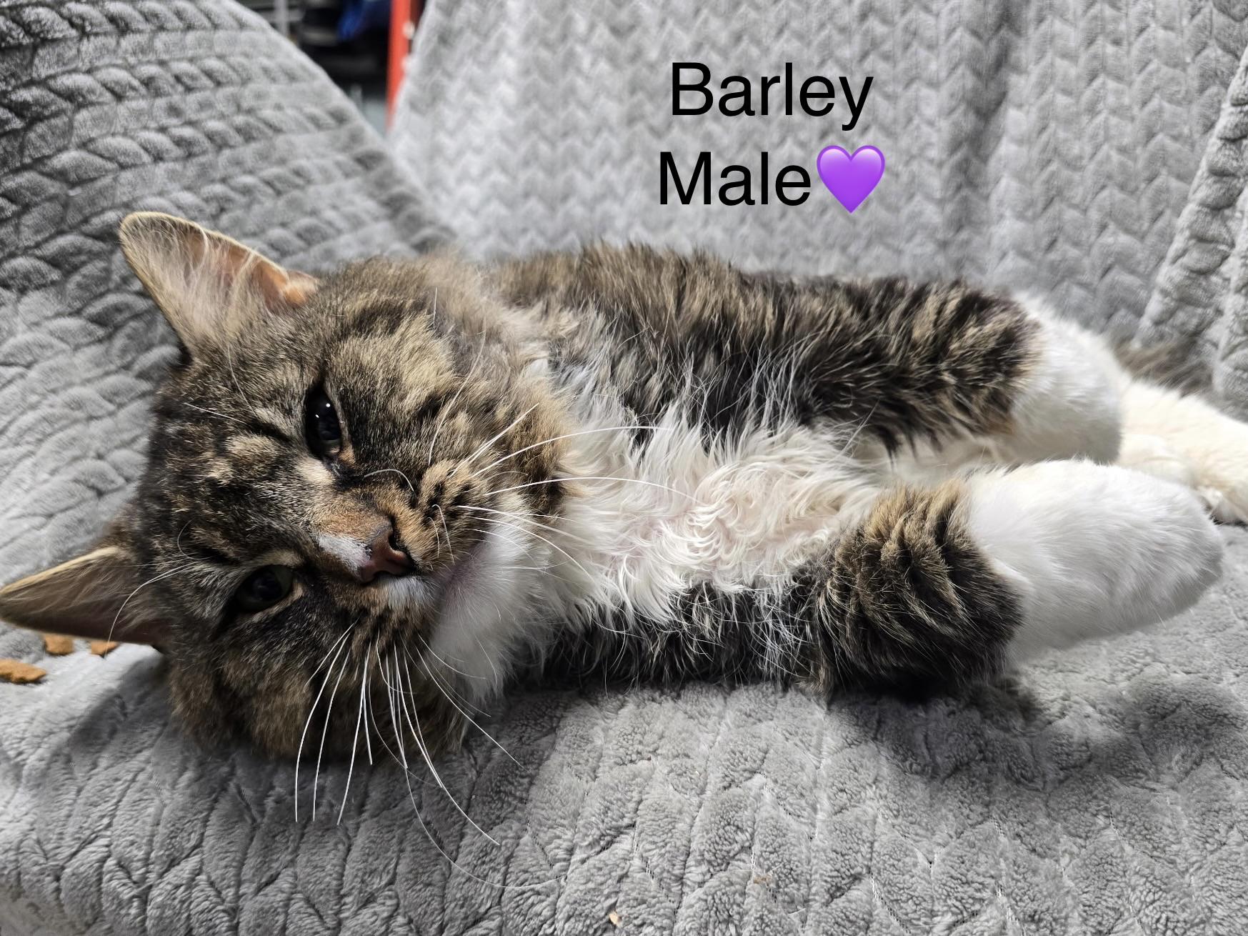Barley, ADOPTABLE, Adult Male Domestic Long Hair.