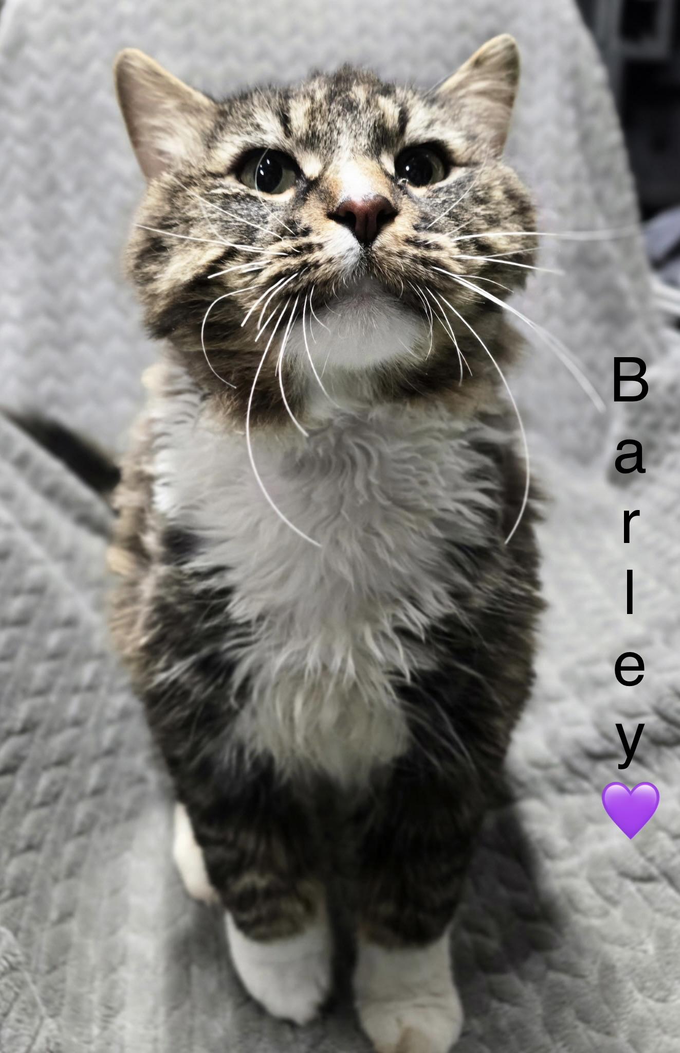 Barley, a ADOPTABLE mixed breed in Calais, ME image 2/2