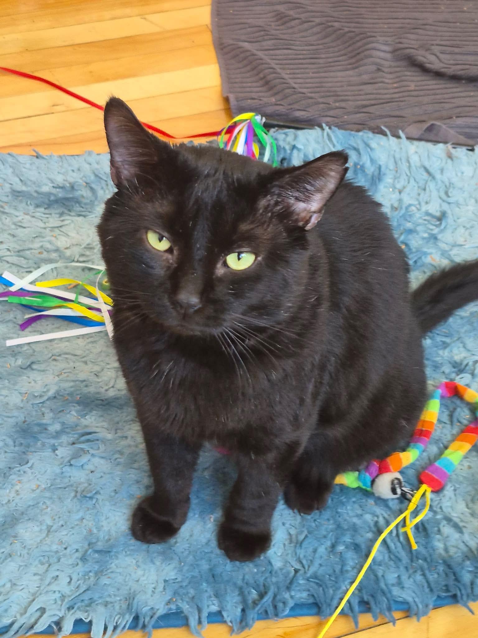 Enlarge Unix, a Adoptable Domestic Short Hair in Terrebonne, QC image 5/5