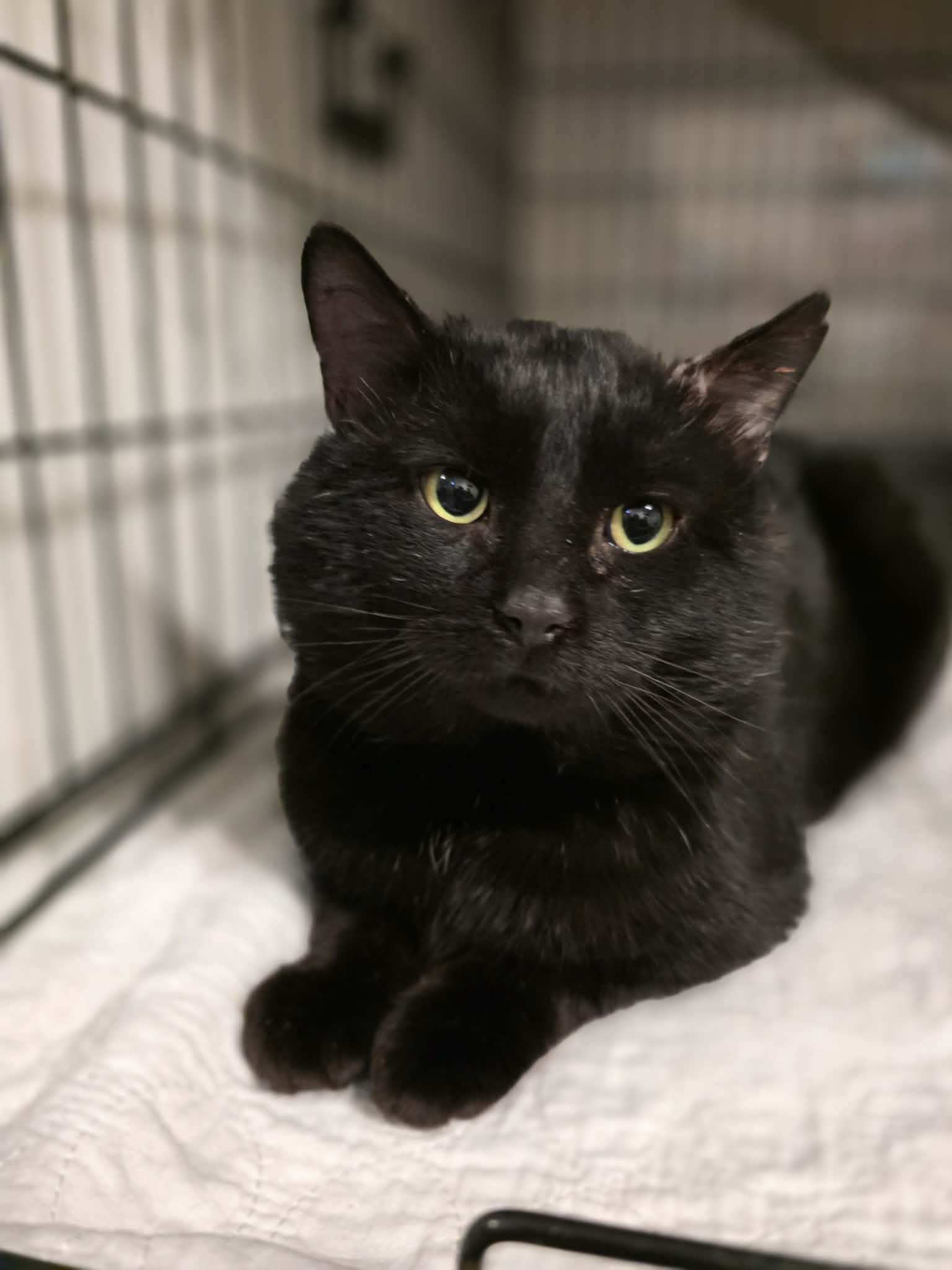 Enlarge Unix, a ADOPTABLE Domestic Short Hair in Terrebonne, QC image 2/6