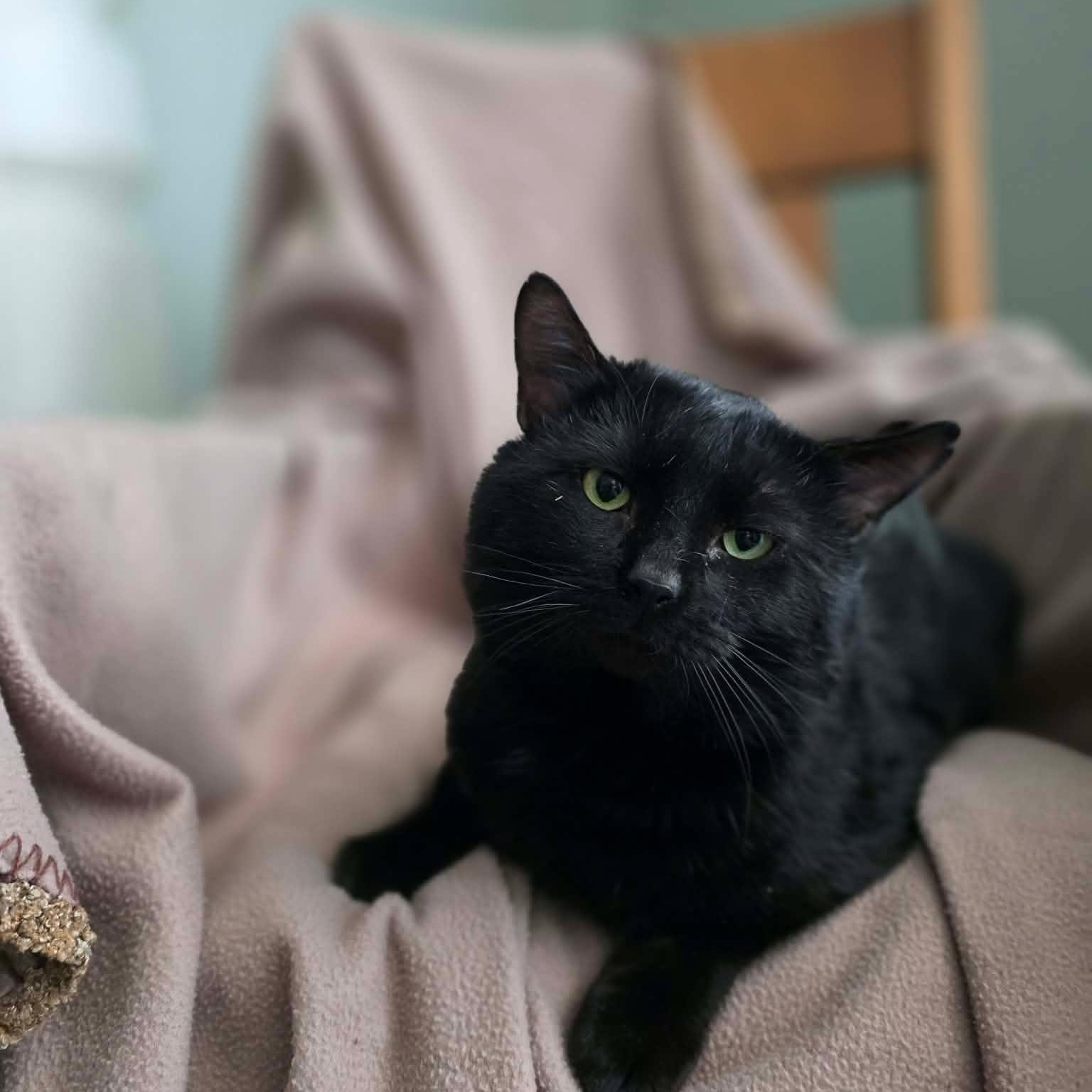 Unix, an adoptable Domestic Short Hair in Terrebonne, QC image 5/5