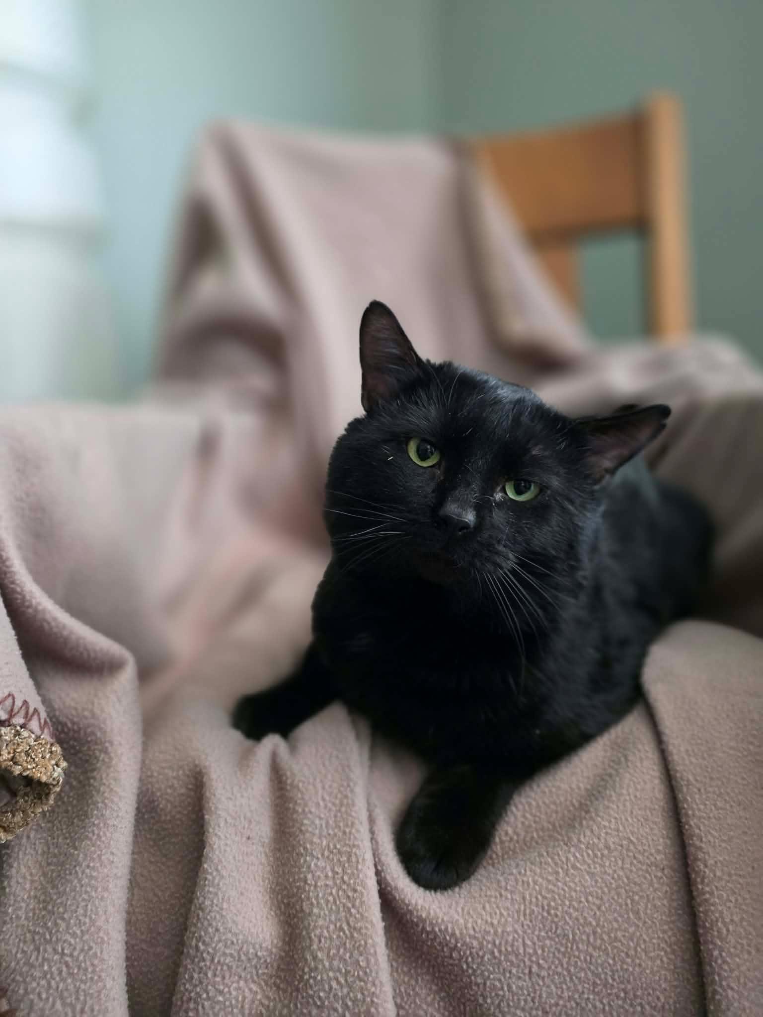 Enlarge Unix, a ADOPTABLE Domestic Short Hair in Terrebonne, QC image 5/6