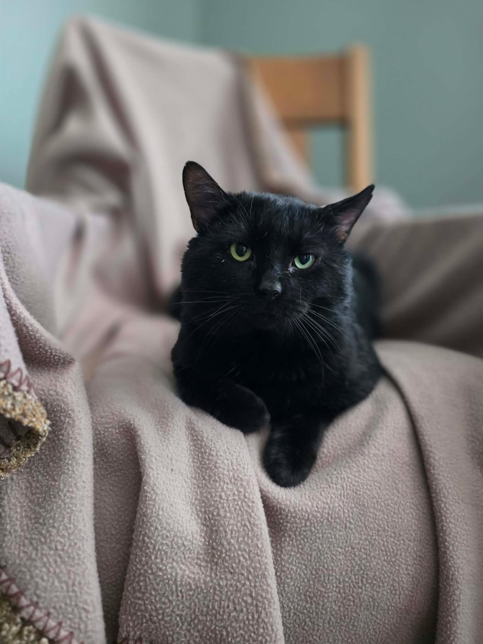 Enlarge Unix, a ADOPTABLE Domestic Short Hair in Terrebonne, QC image 1/6