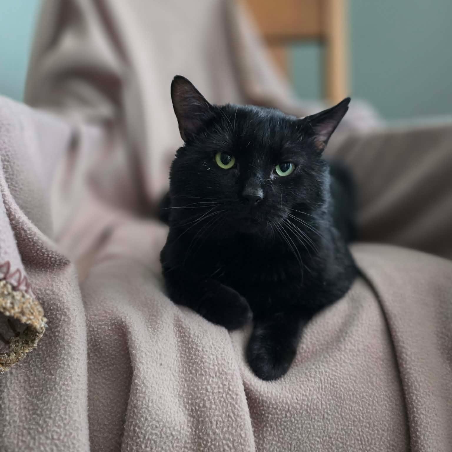 Unix, an adoptable Domestic Short Hair in Terrebonne, QC image 1/5