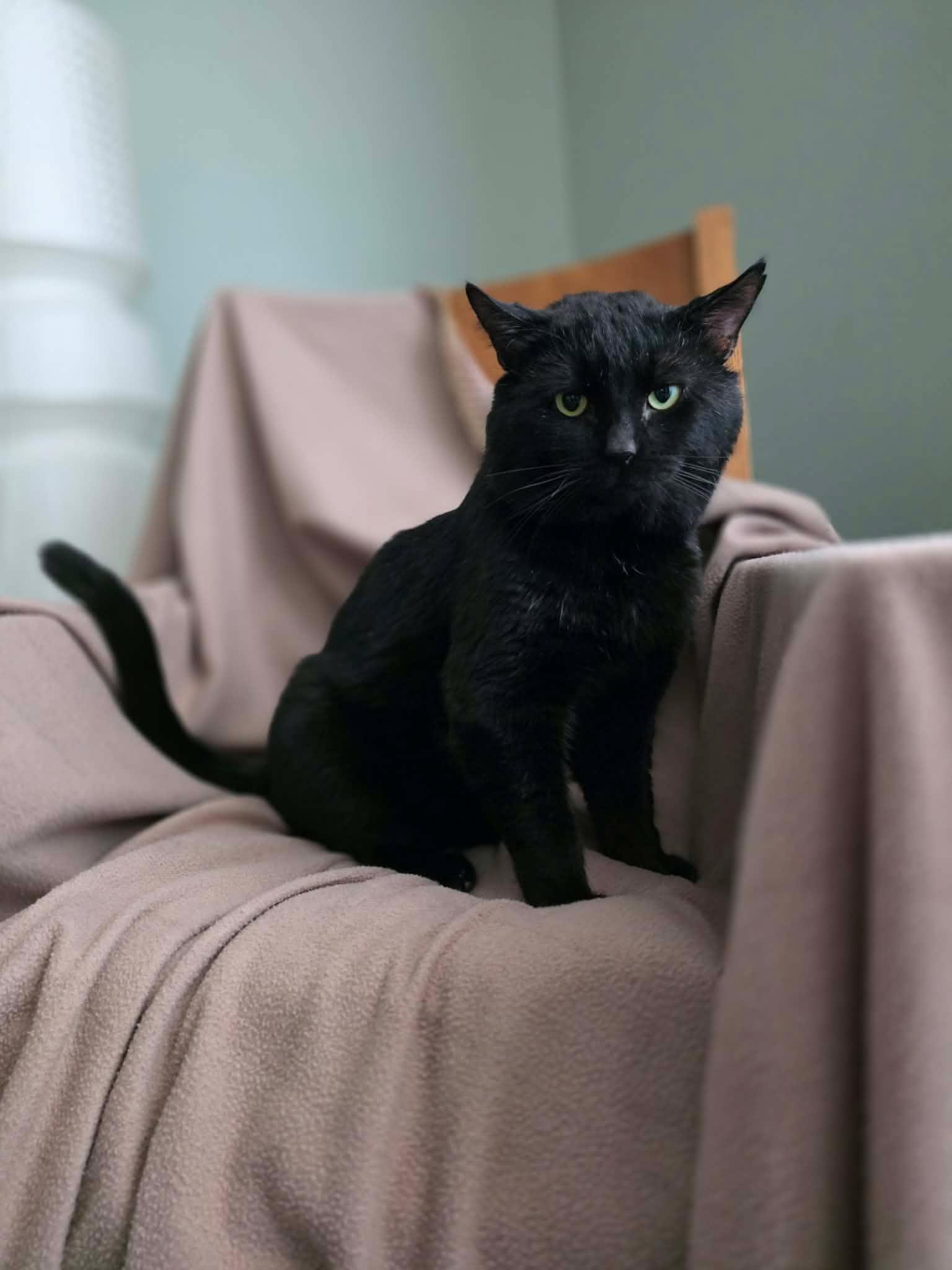 Enlarge Unix, a ADOPTABLE Domestic Short Hair in Terrebonne, QC image 3/6