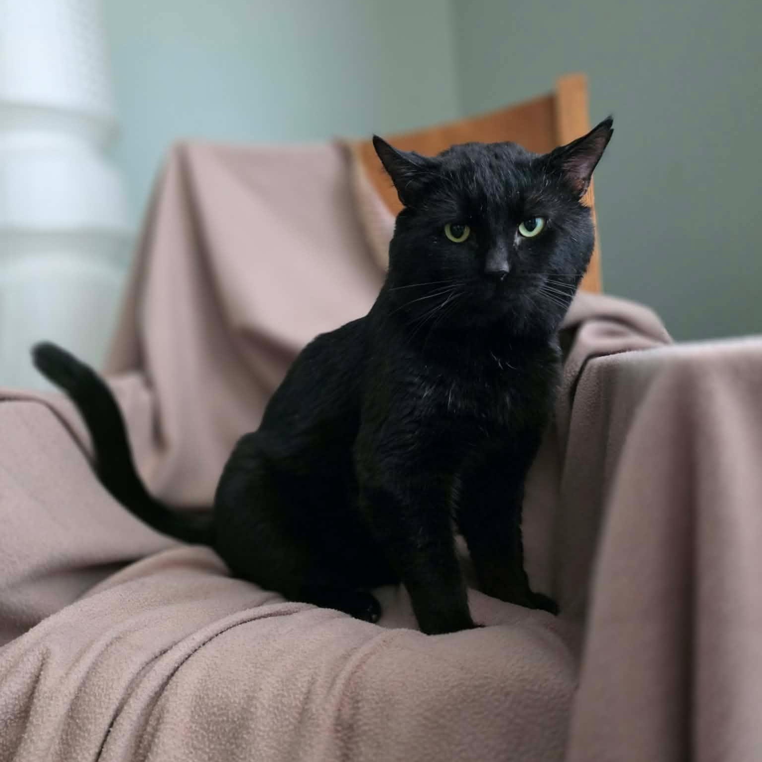 Unix, an adoptable Domestic Short Hair in Terrebonne, QC image 3/5