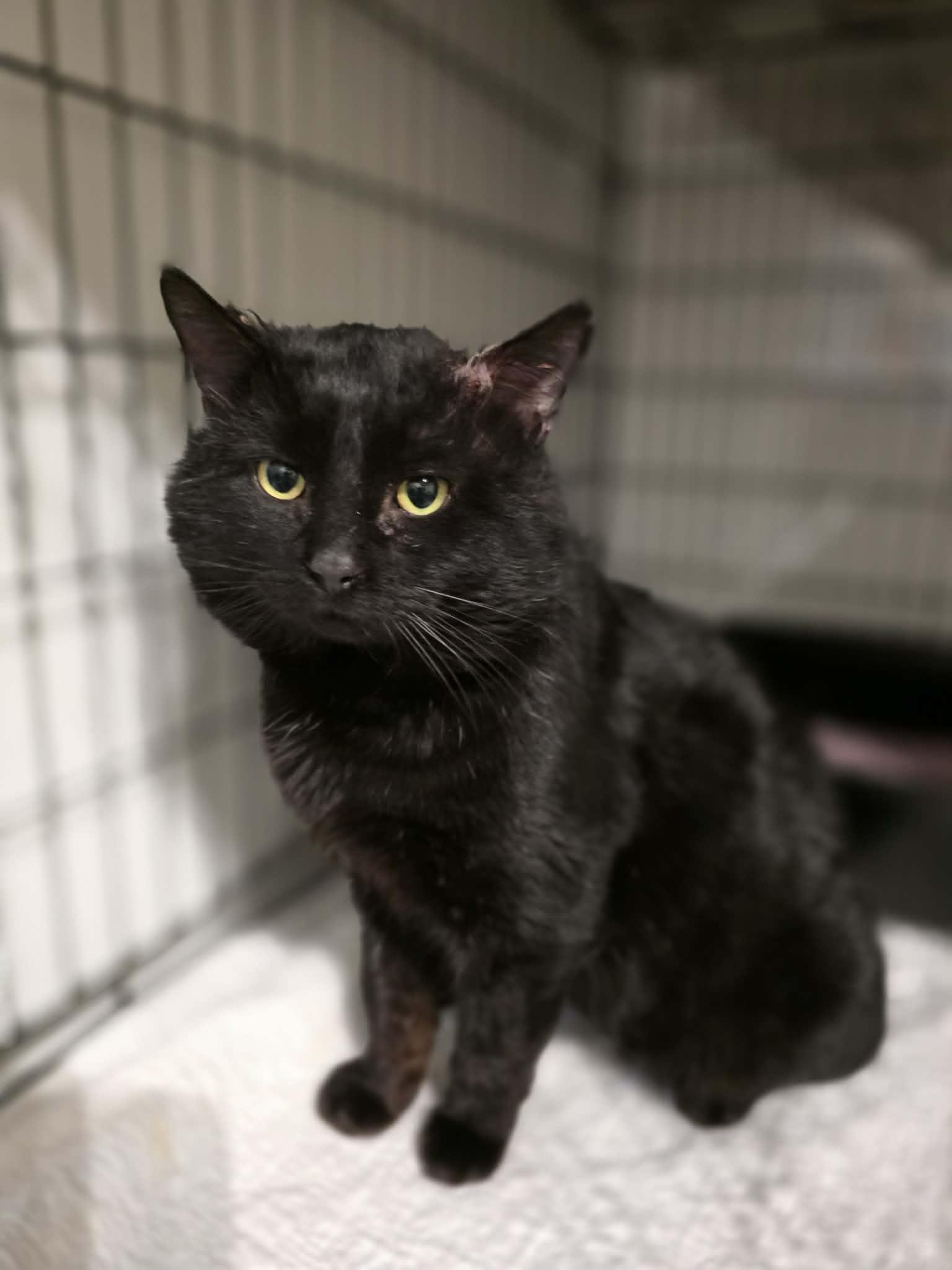 Enlarge Unix, a ADOPTABLE Domestic Short Hair in Terrebonne, QC image 6/6